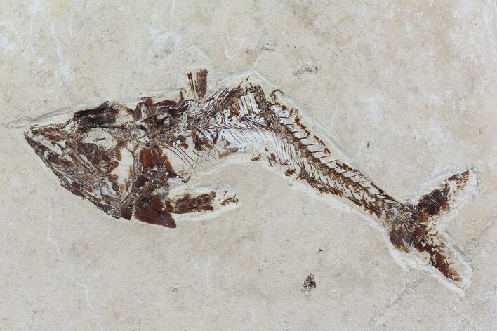 Cretaceous Predatory Fish (Eurypholis) - Lebanon #70298